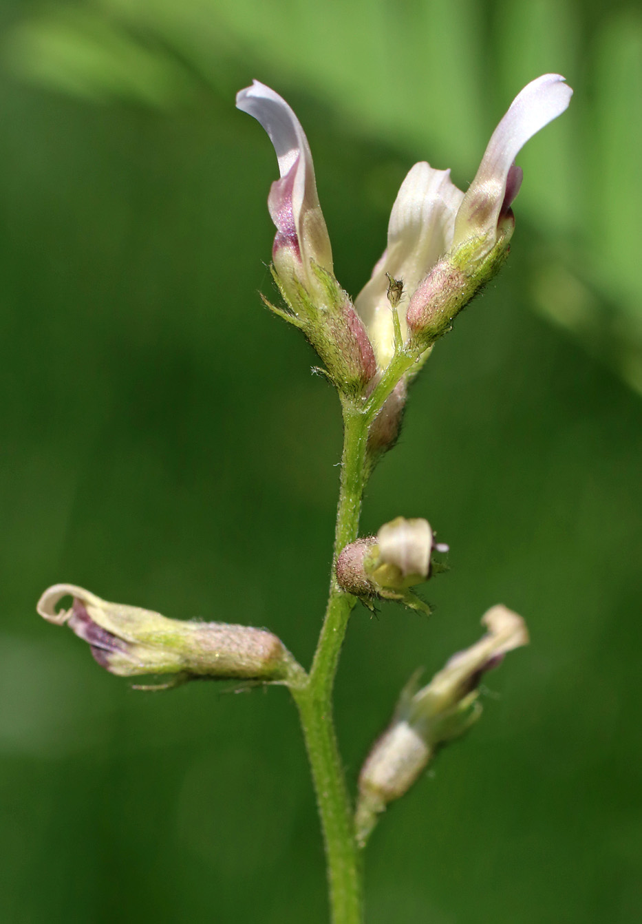 Изображение особи Astragalus schmalhausenii.