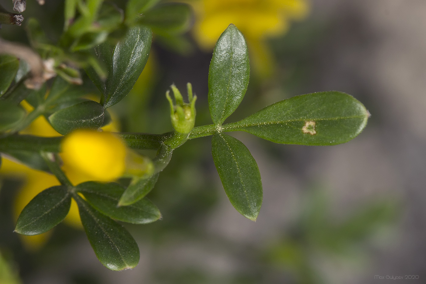 Image of Jasminum fruticans specimen.