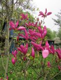 genus Magnolia. Цветущее растение (сорт 'Susan'). Московская обл., Щёлковский р-н, в культуре. 12.05.2020.