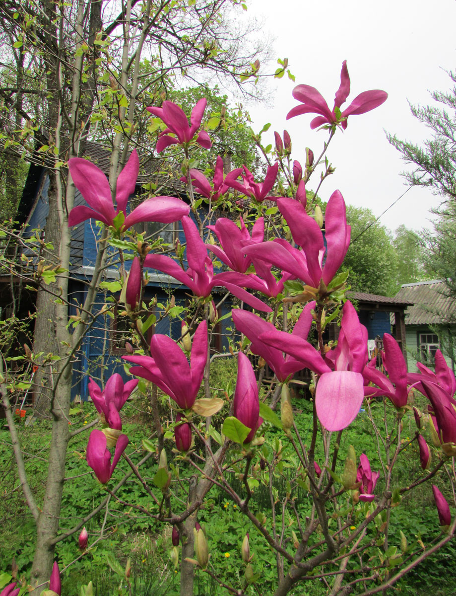 Image of genus Magnolia specimen.