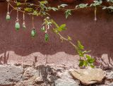 Passiflora mixta. Побеги с созревающими плодами. Перу, регион Куско, пос. Ollantaytambo. 11.10.2019.