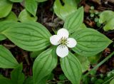 Chamaepericlymenum canadense. Отцветающее растение (вид сверху). Хабаровский край, г. Советская гавань, парк моряков на берегу залива. 18.07.2019.