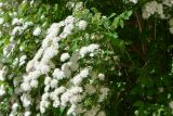 Spiraea chamaedryfolia. Побеги с соцветиями. Санкт-Петербург, Приморский р-н, окр. просп. Испытателей и Гаккелевской ул., в культуре. 30.05.2020.