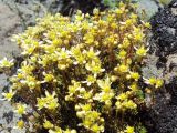 Saxifraga funstonii. Цветущее растение. Камчатский край, Елизовский р-н, природный парк \"Вулканы Камчатки\", кордон Авачинский перевал, геологический памятник природы \"экструзия Верблюд\", 1230 м н.у.м. 24.07.2009.