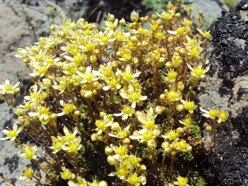 Image of Saxifraga funstonii specimen.