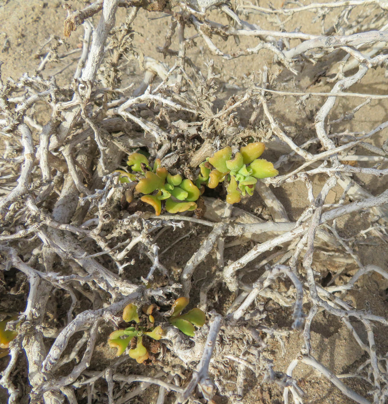 Image of Tetragonia decumbens specimen.