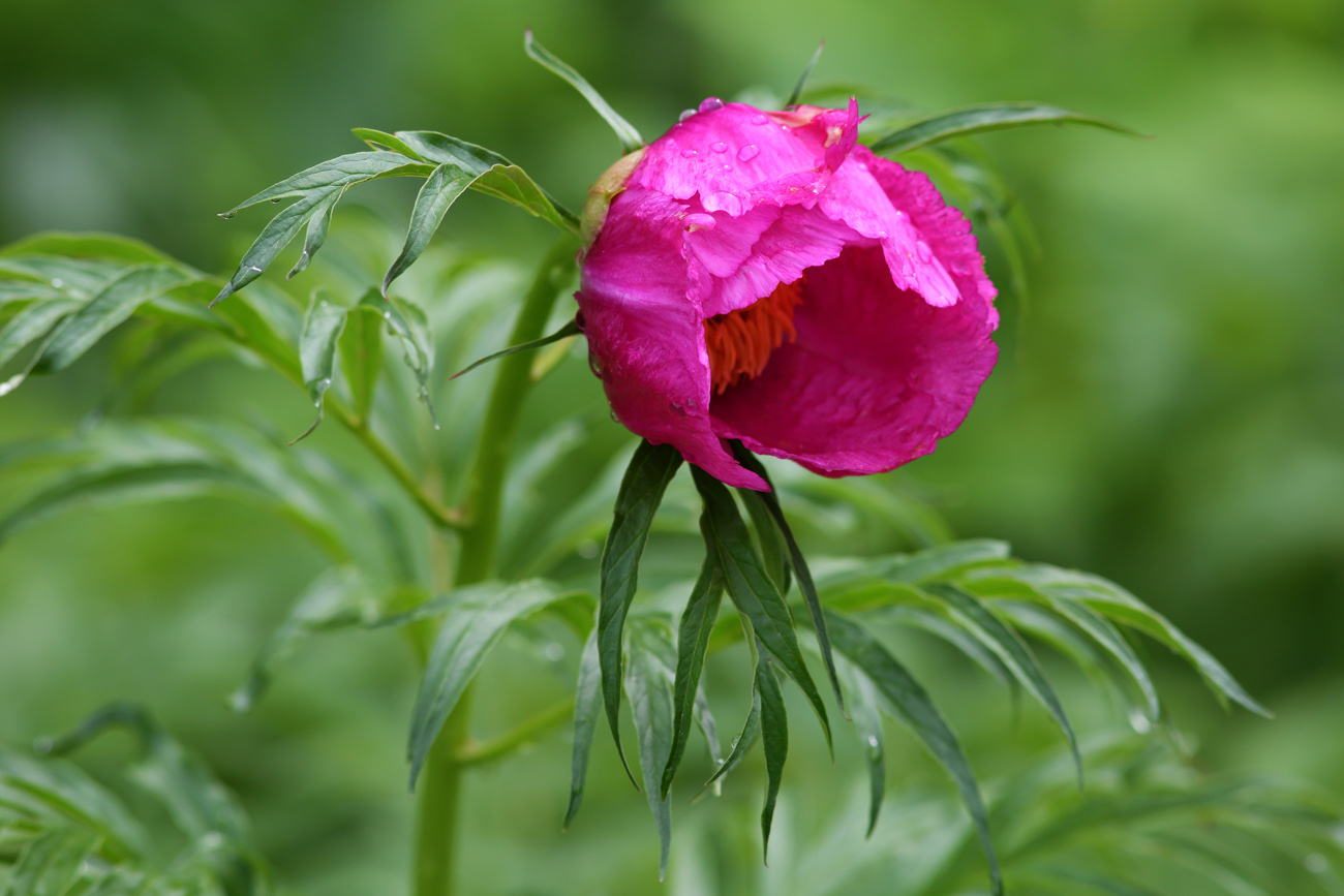 Image of Paeonia anomala specimen.