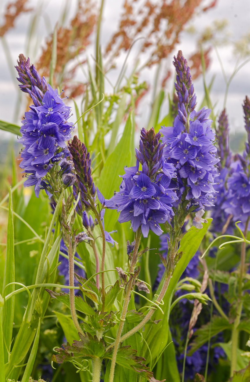 Изображение особи Veronica teucrium.