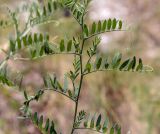 Vicia cracca. Верхушка вегетирующего побега. Пермский край, Кунгурский р-н, окр. с. Филипповка, гора Ледяная, крутой склон, разнотравный луг. 18.07.2020.