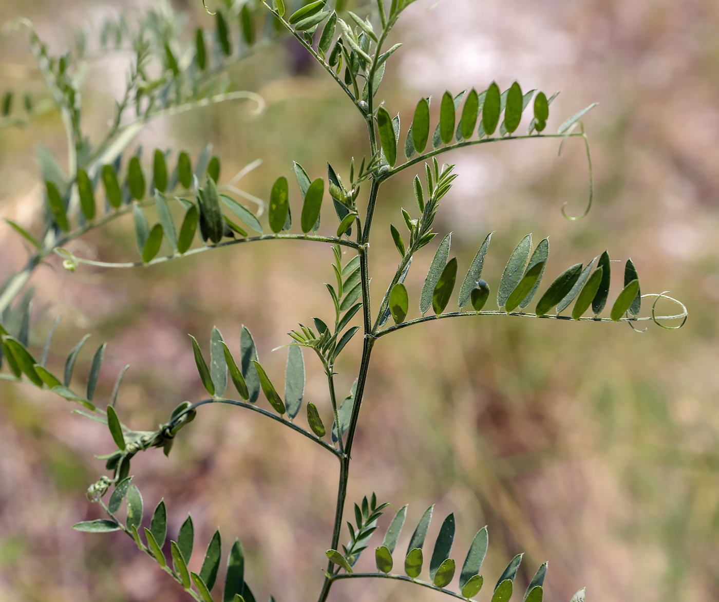 Image of Vicia cracca specimen.