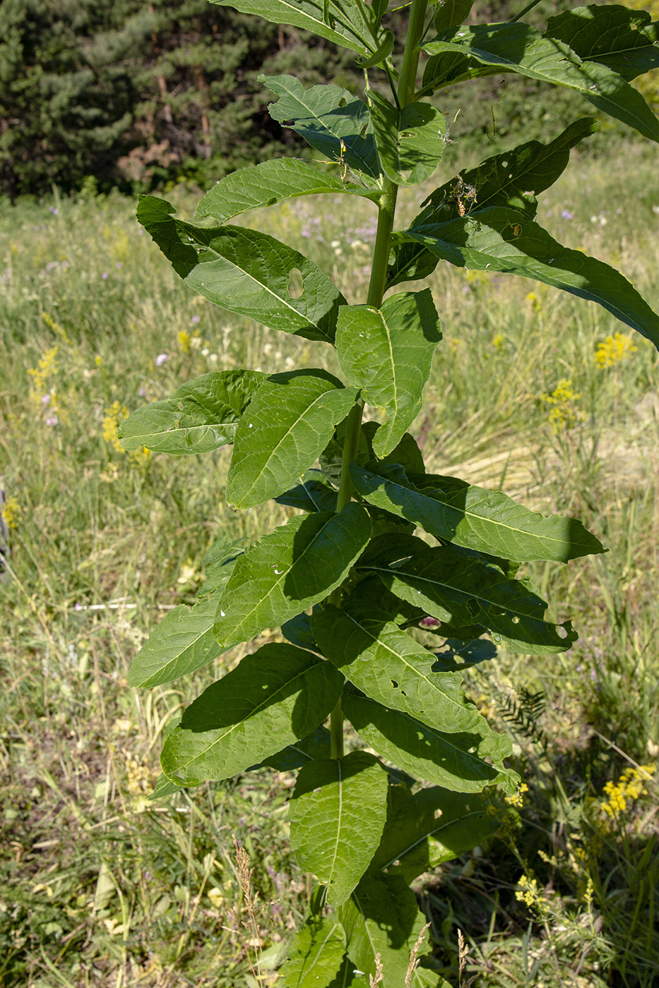 Image of Sisymbrium strictissimum specimen.