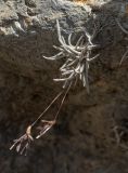 Tillandsia recurvata