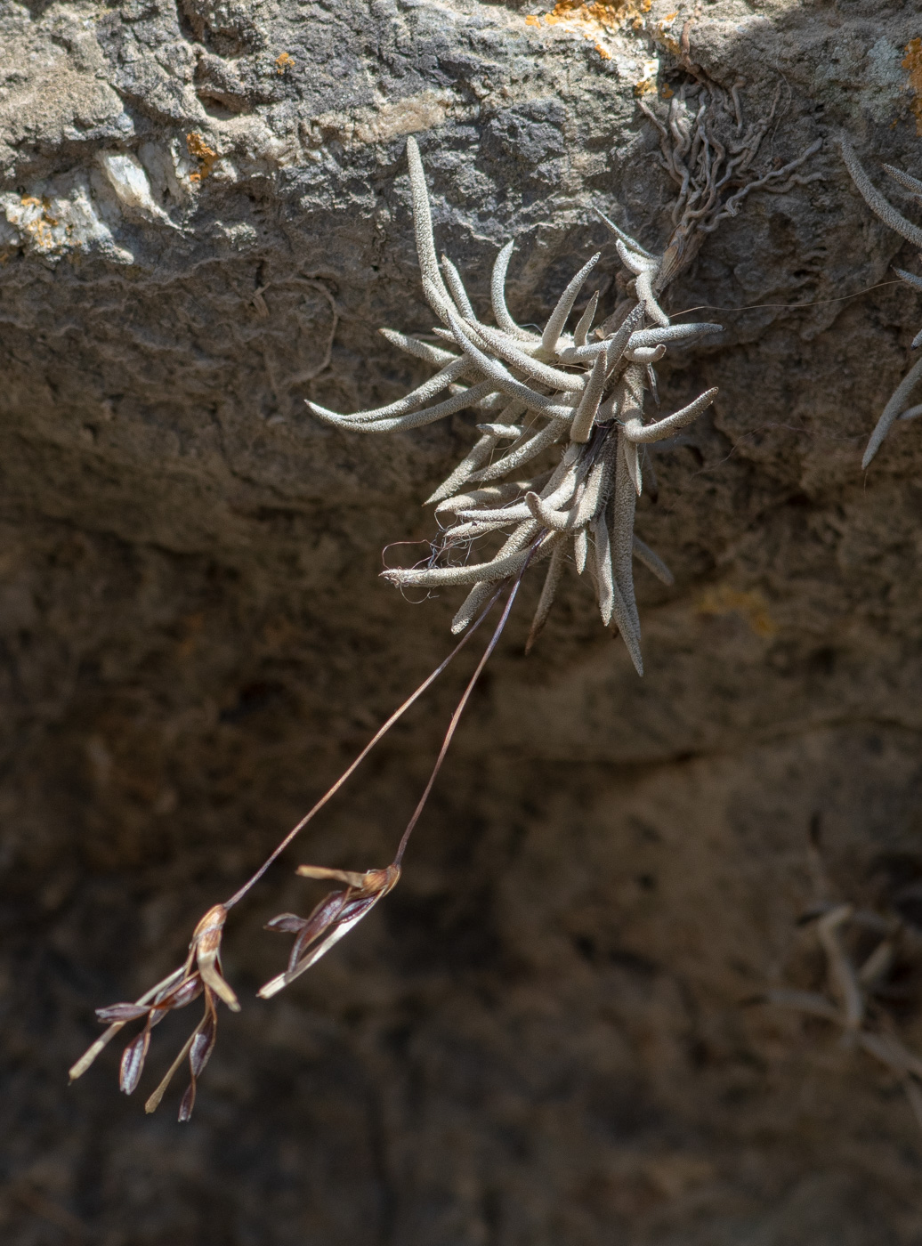 Изображение особи Tillandsia recurvata.