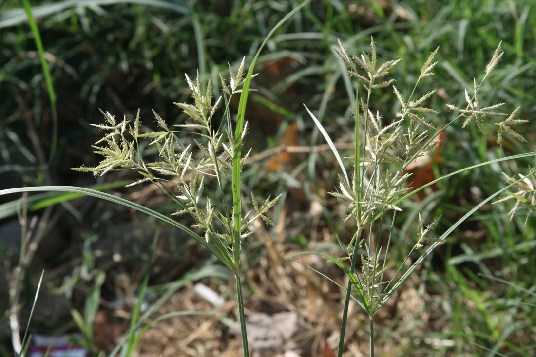 Изображение особи Cyperus rotundus.