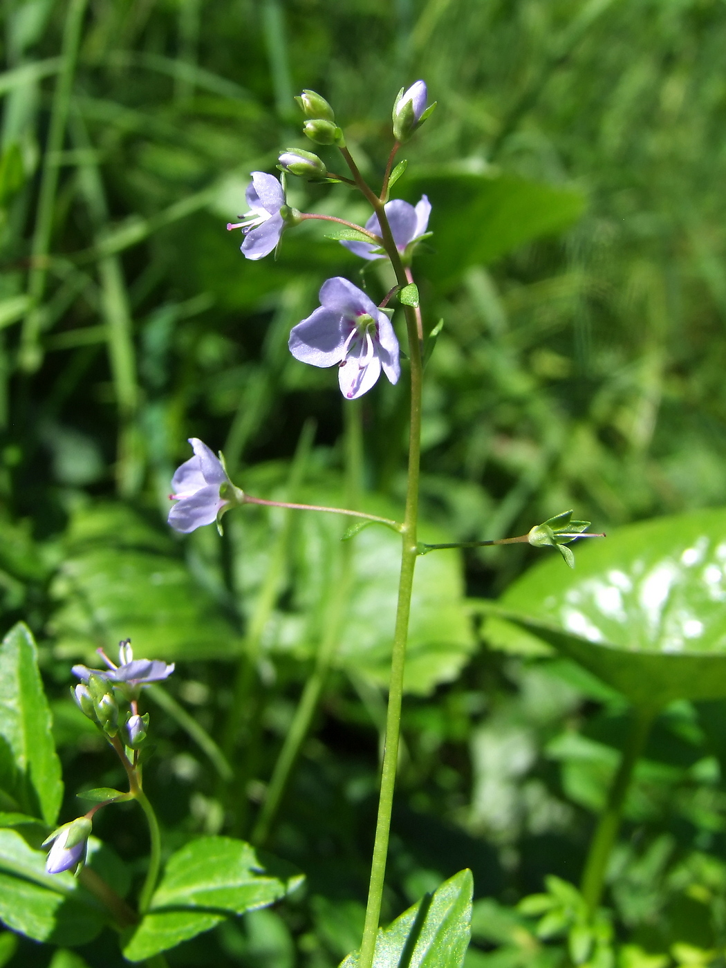 Image of Veronica americana specimen.