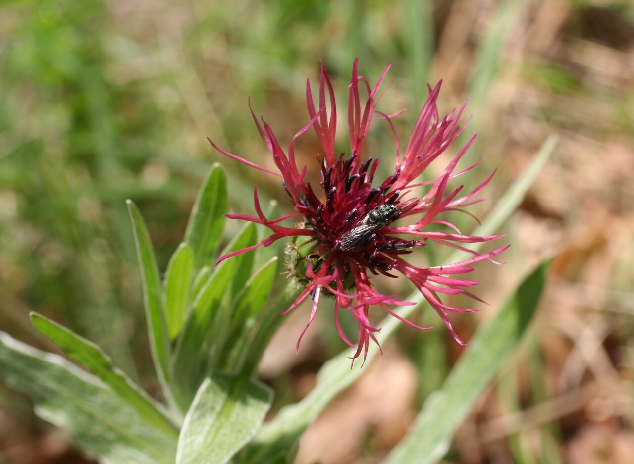 Image of Centaurea pseudaxillaris specimen.