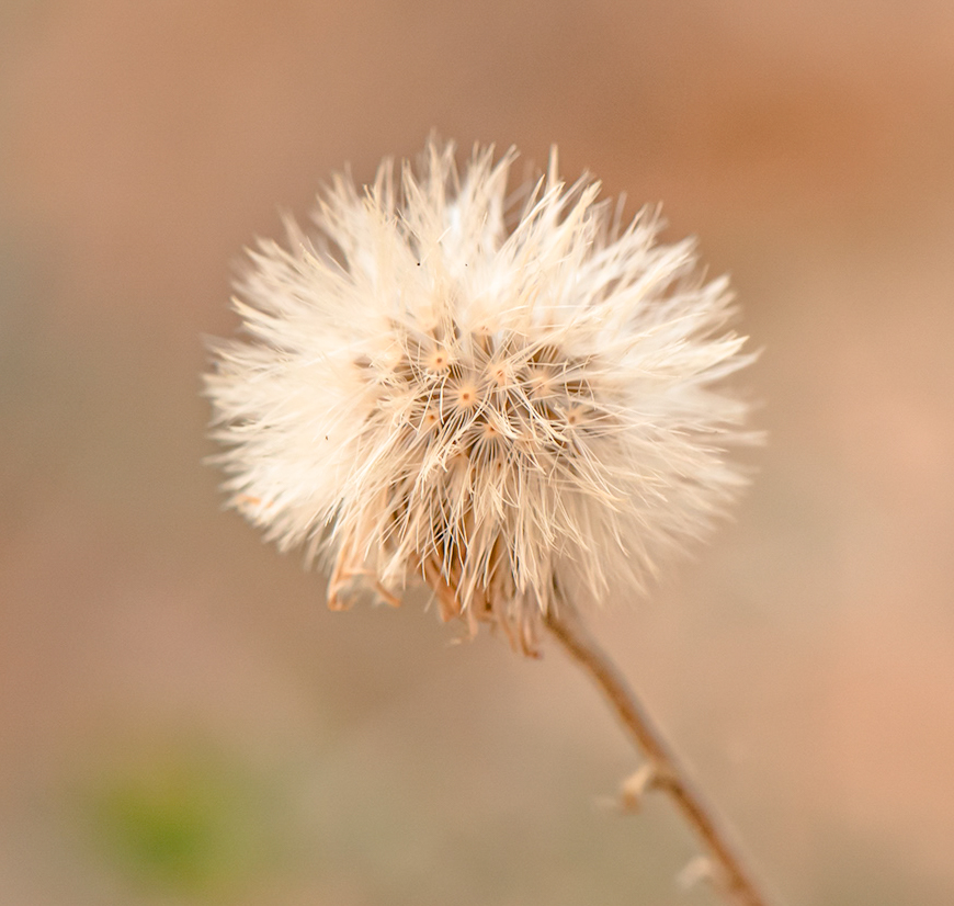 Изображение особи Lachnophyllum gossypinum.