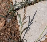 Echinochloa colonum. Верхушка побега с соплодием. Израиль, Нижняя Галилея, г. Верхний Назарет, двор жилого дома. 31.08.2020.