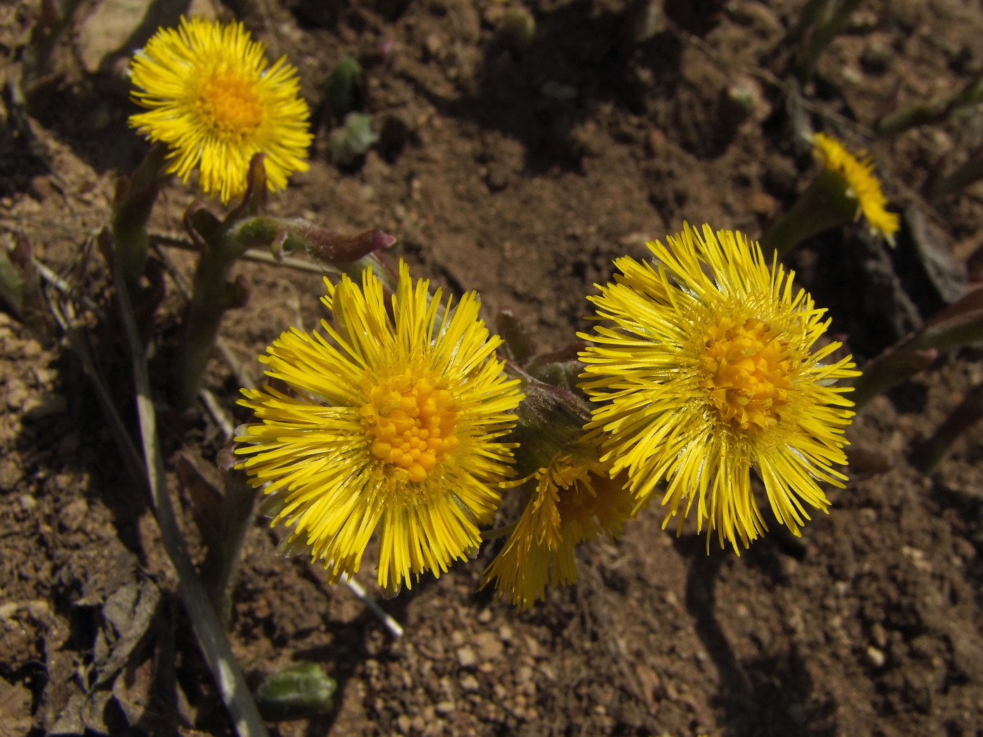Image of Tussilago farfara specimen.