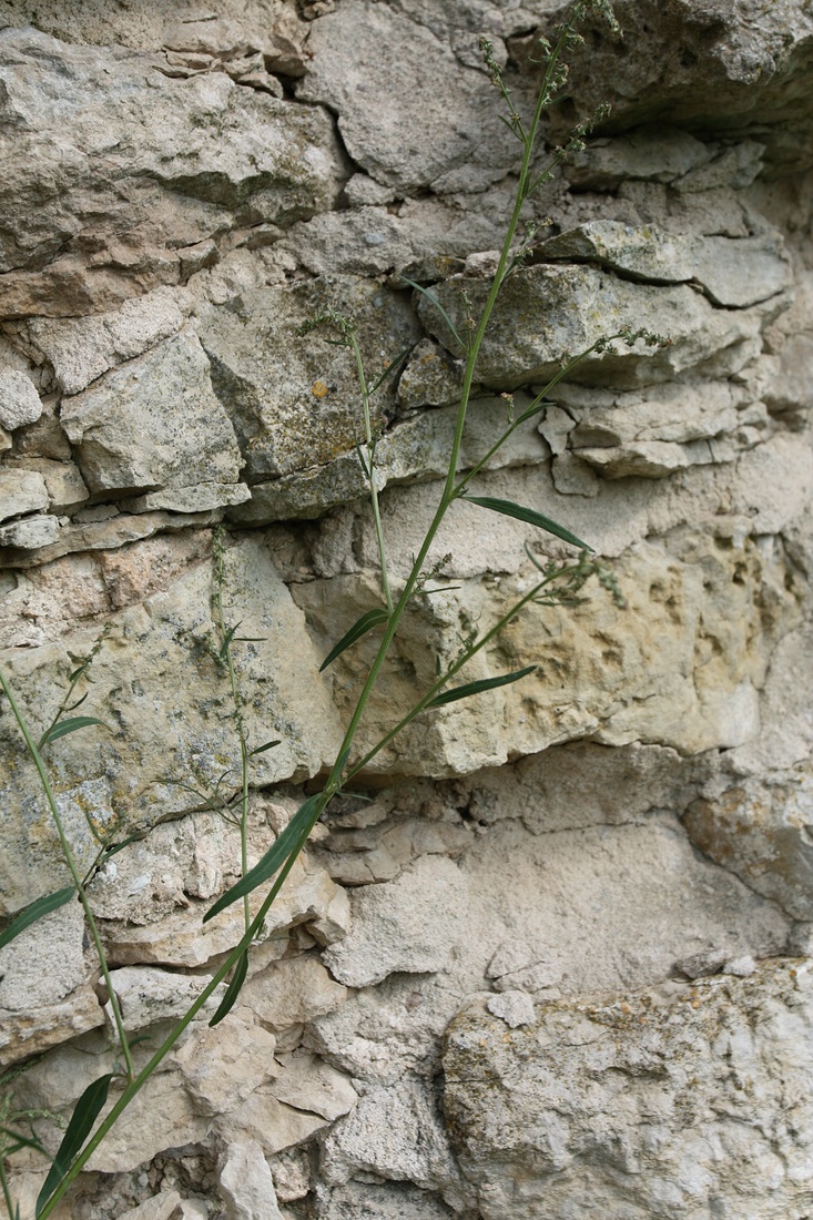 Изображение особи Atriplex patula.