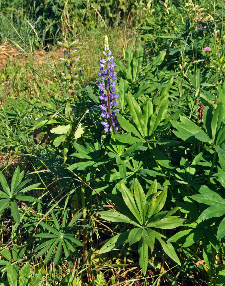 Image of Lupinus polyphyllus specimen.