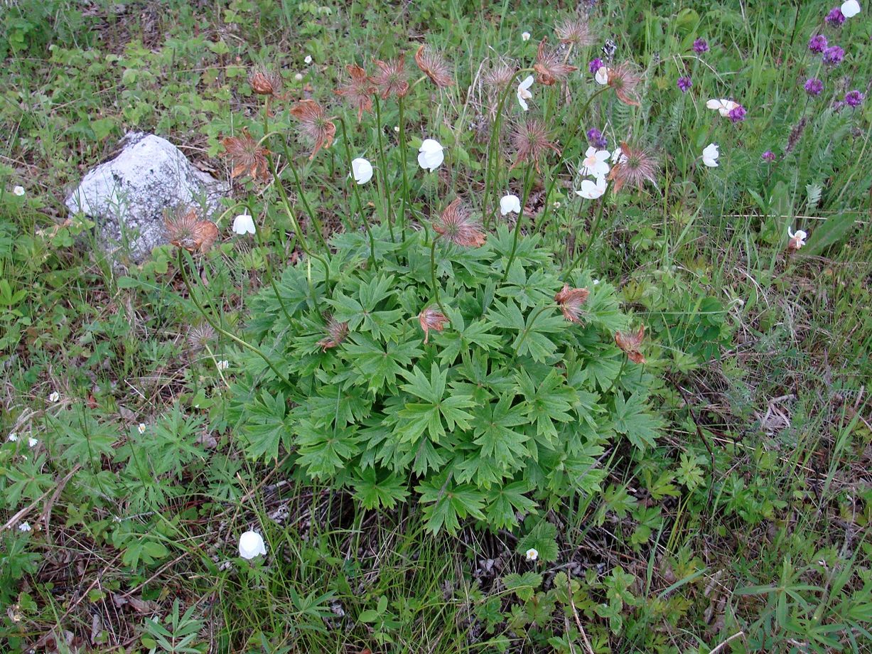 Image of Pulsatilla orientali-sibirica specimen.