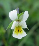 Viola arvensis