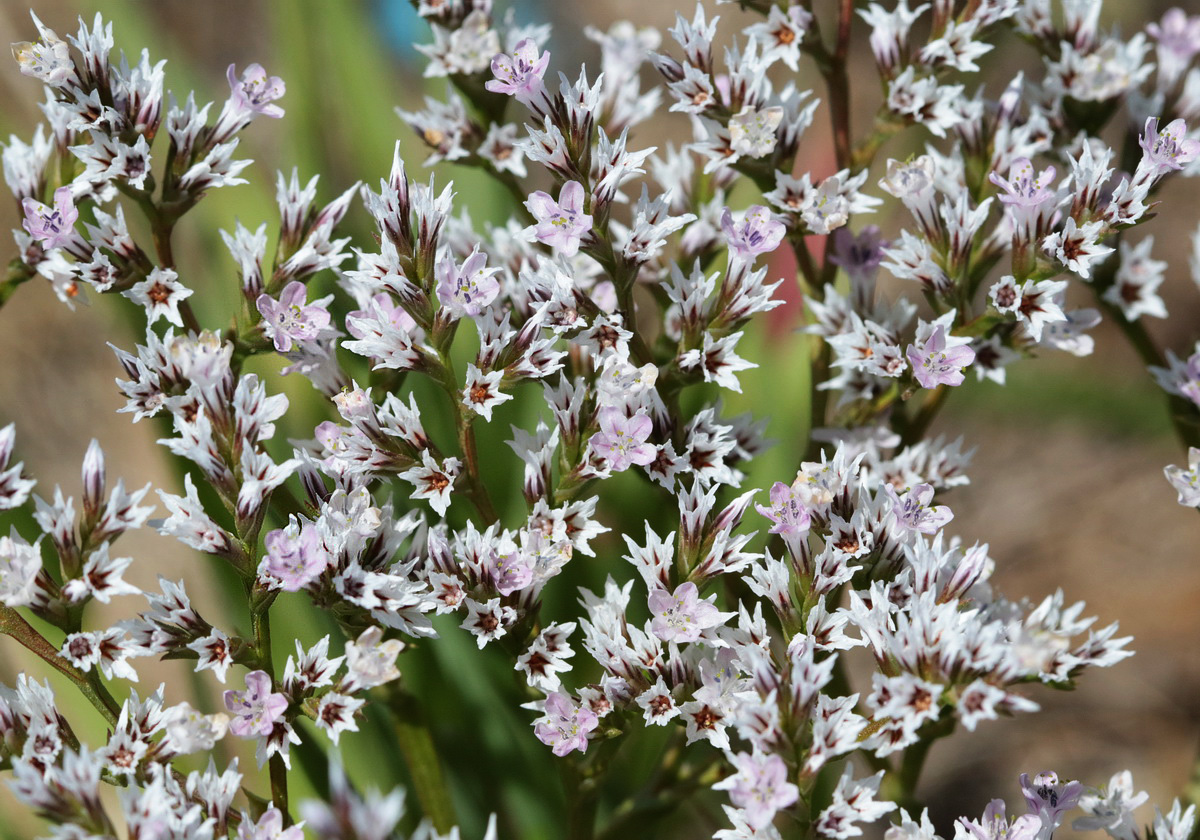 Image of Goniolimon tataricum specimen.