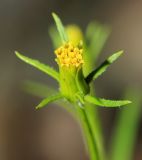 Bidens parviflora