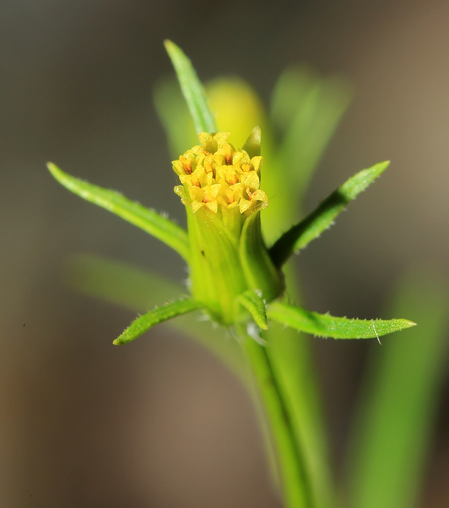 Image of Bidens parviflora specimen.