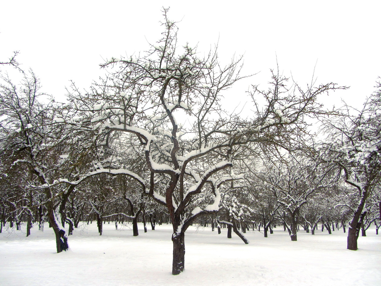 Изображение особи Malus domestica.