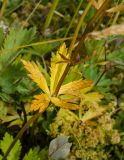 Trollius europaeus. Средняя часть побега. Пермский край, пос. Юго-Камский, окр. Юго-Камского пруда, склон холма, разнотравный луг. 1 июля 2020 г.