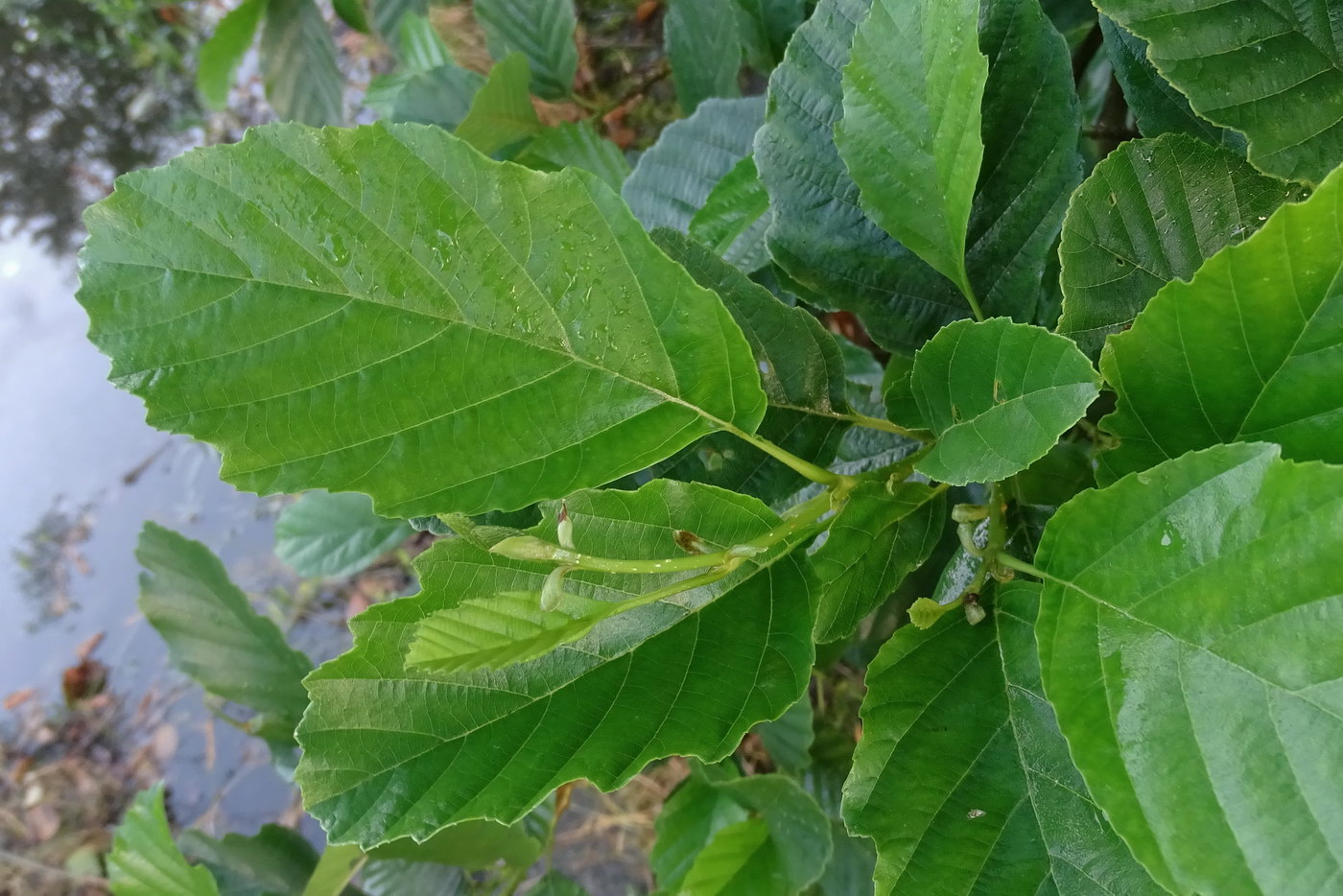 Image of Alnus barbata specimen.