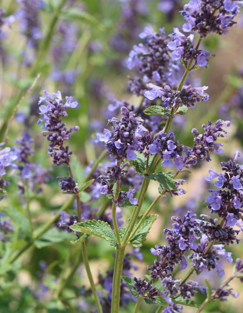 Изображение особи Nepeta grandiflora.