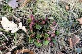 Corydalis solida