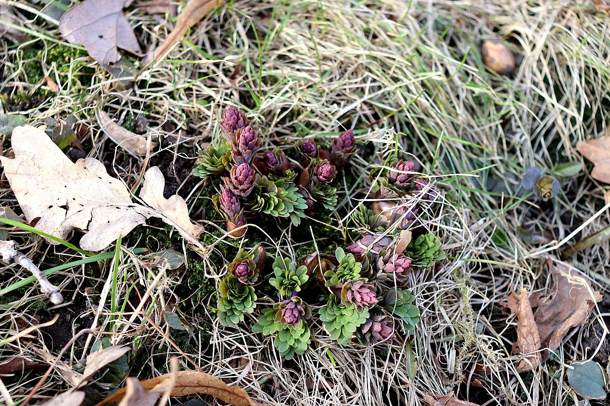 Image of Corydalis solida specimen.