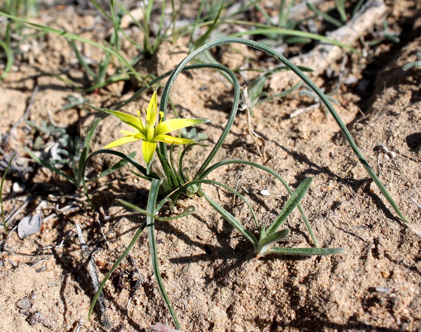 Image of Gagea bergii specimen.