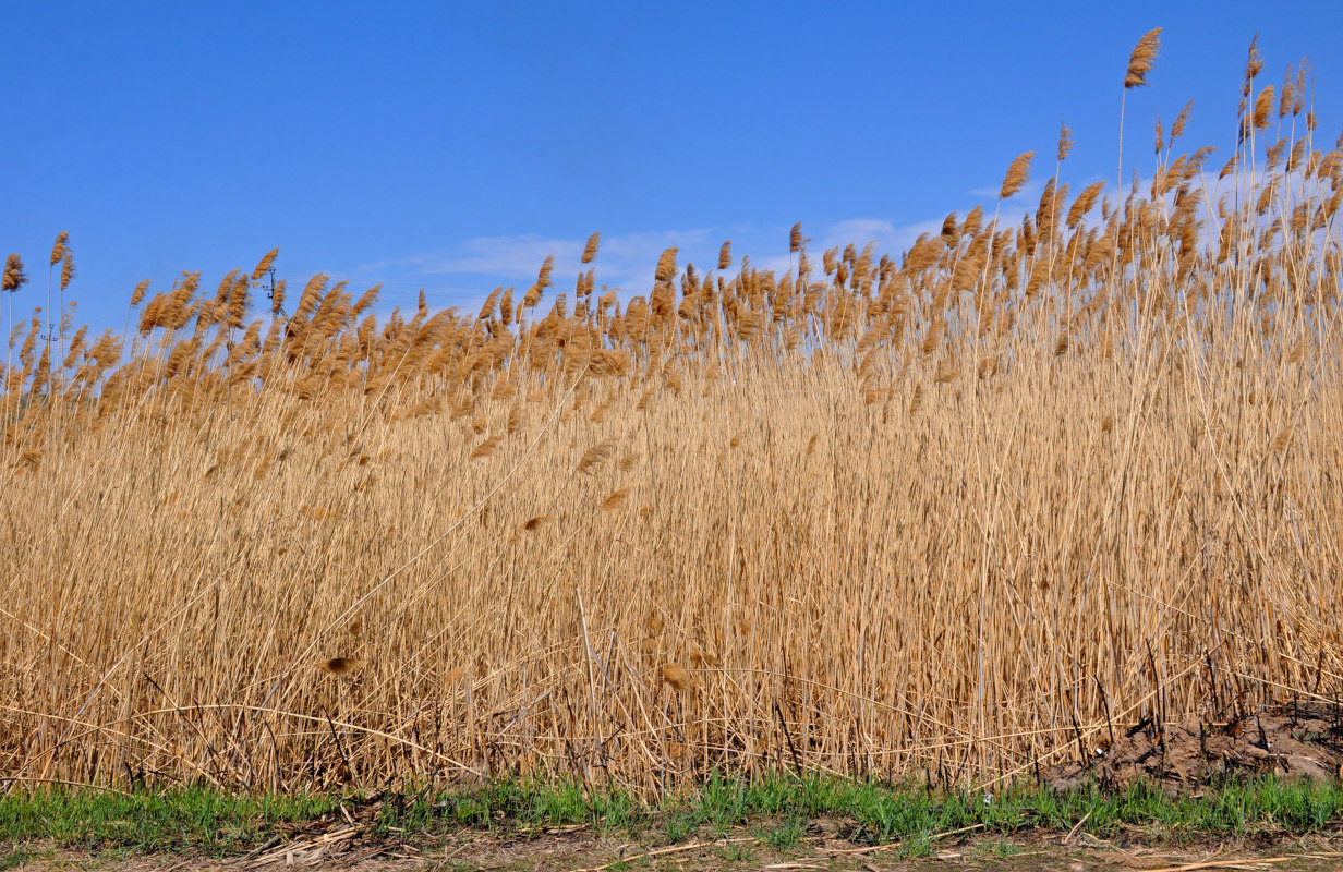 Image of Phragmites australis specimen.