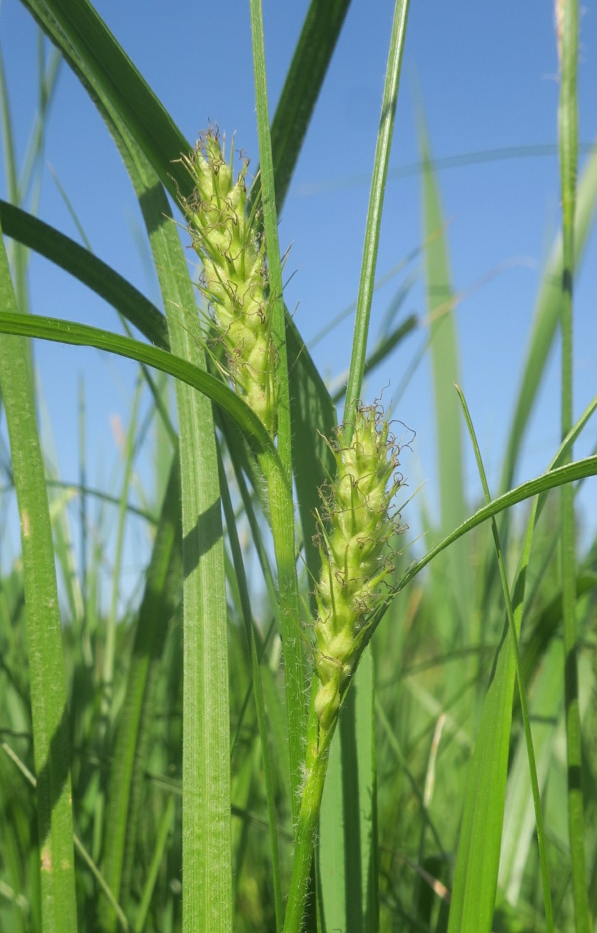 Image of Carex hirta specimen.