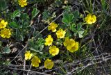 Potentilla incana