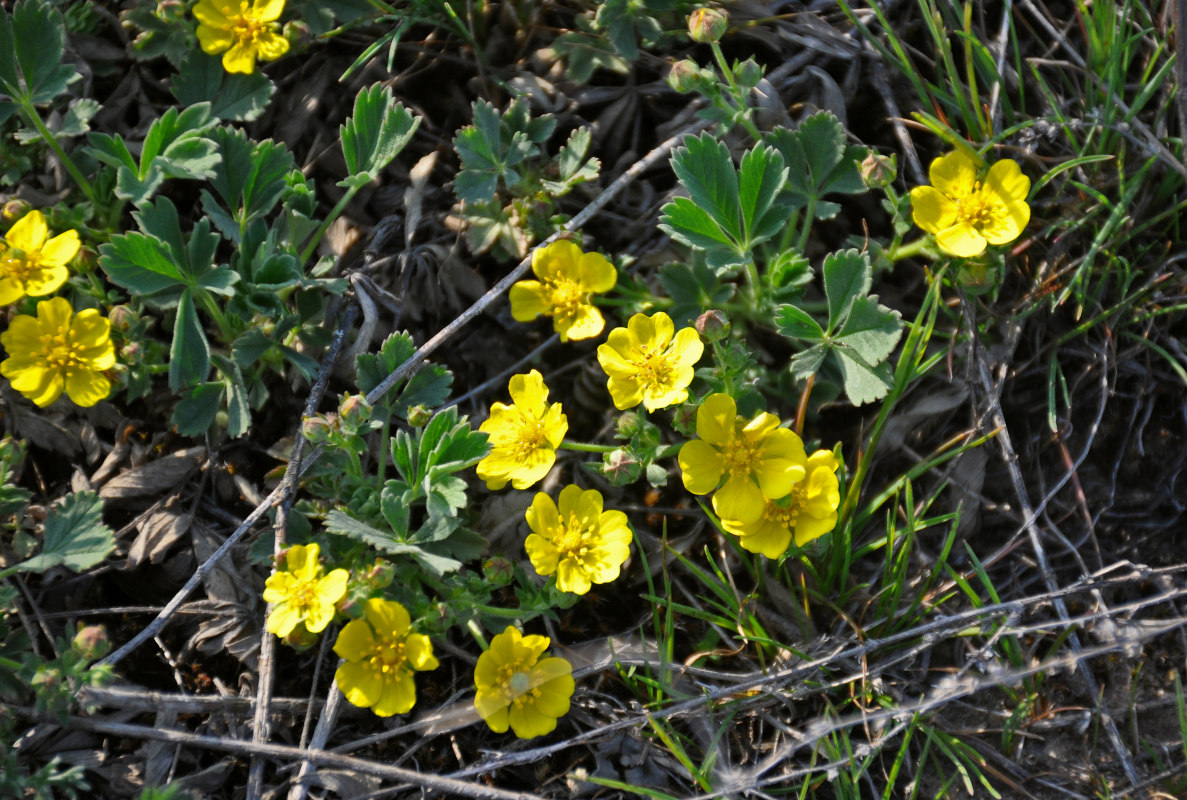 Image of Potentilla incana specimen.