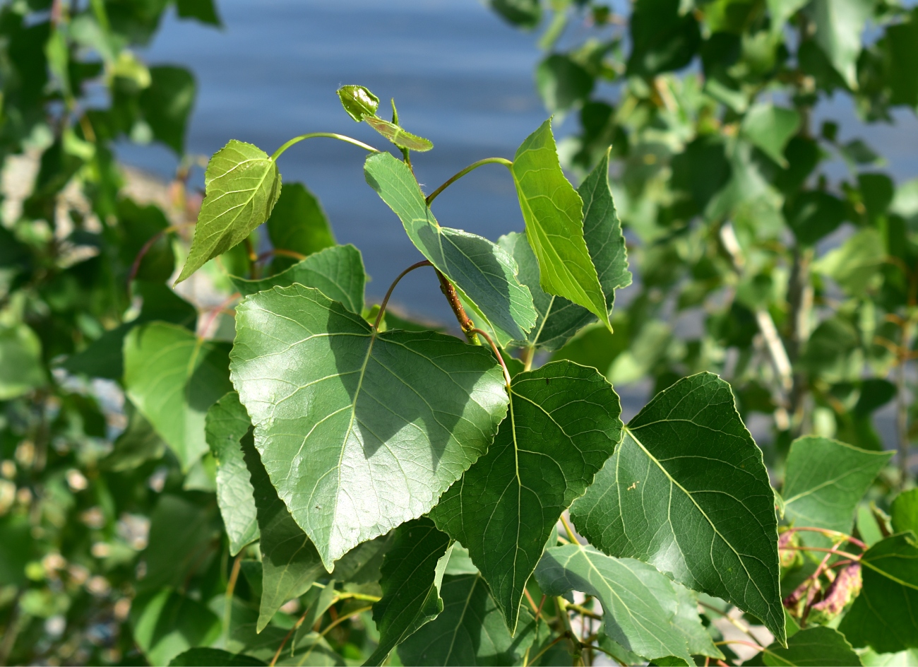 Image of Populus nigra specimen.