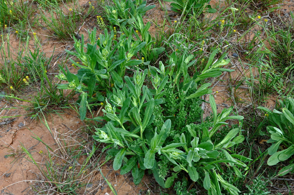 Image of Cardaria draba specimen.