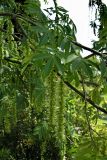 Pterocarya stenoptera. Ветвь с соплодиями. Краснодарский край, г. Сочи, дендрарий. 31.05.2007.