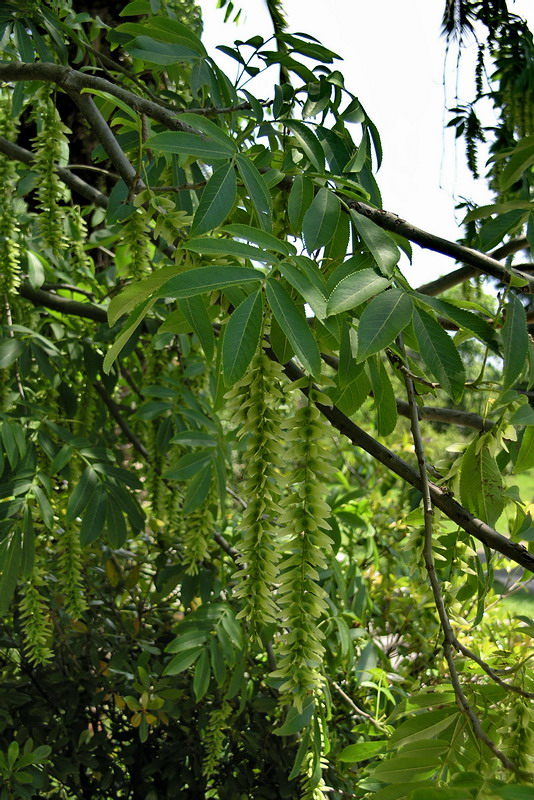 Изображение особи Pterocarya stenoptera.