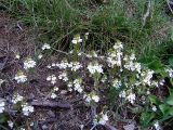 Euphrasia petiolaris