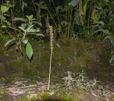 familia Orchidaceae. Отцветающее растение. Перу, регион Куско, провинция Урубамба, Mariposario de Machu Picchu. 19.10.2019.