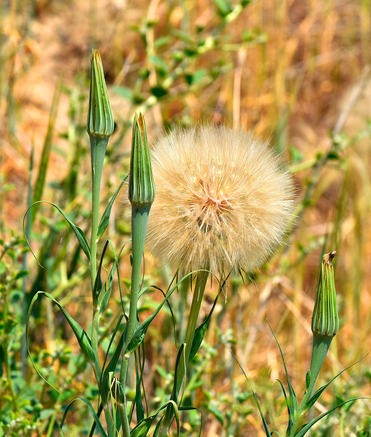 Image of Tragopogon porrifolius ssp. longirostris specimen.