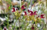 Scutellaria glabrata