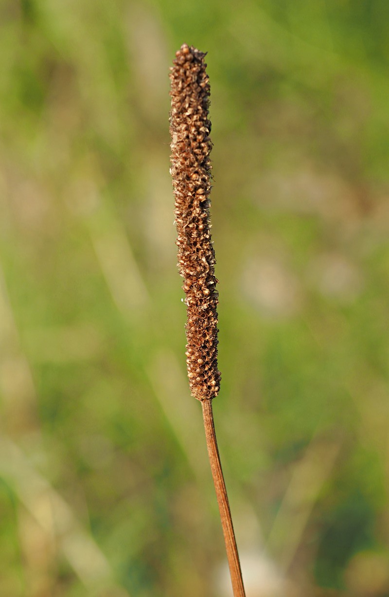 Image of Plantago maxima specimen.